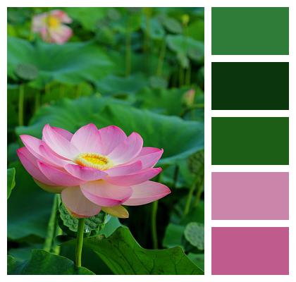 Pink Flower Lotus Water Lily Image